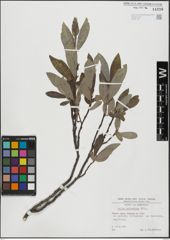 Foto von Salix helvetica Vill.